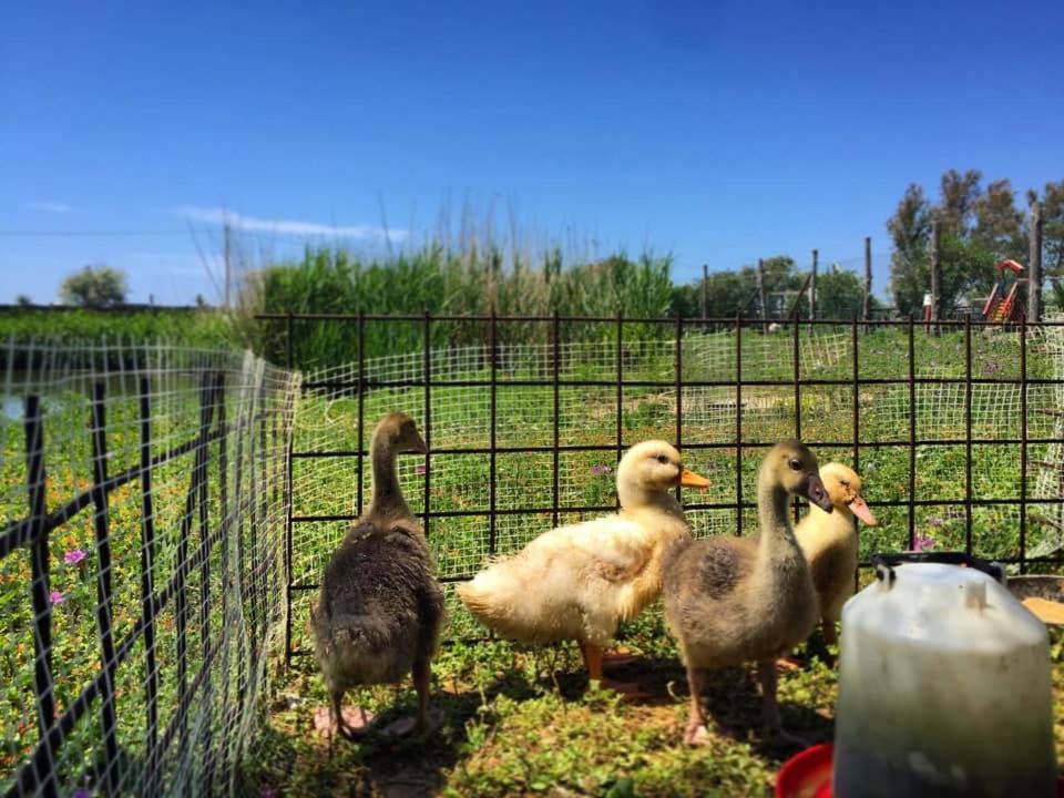 Camping Village Tuscia Tirrenica Tarquinia Eksteriør bilde