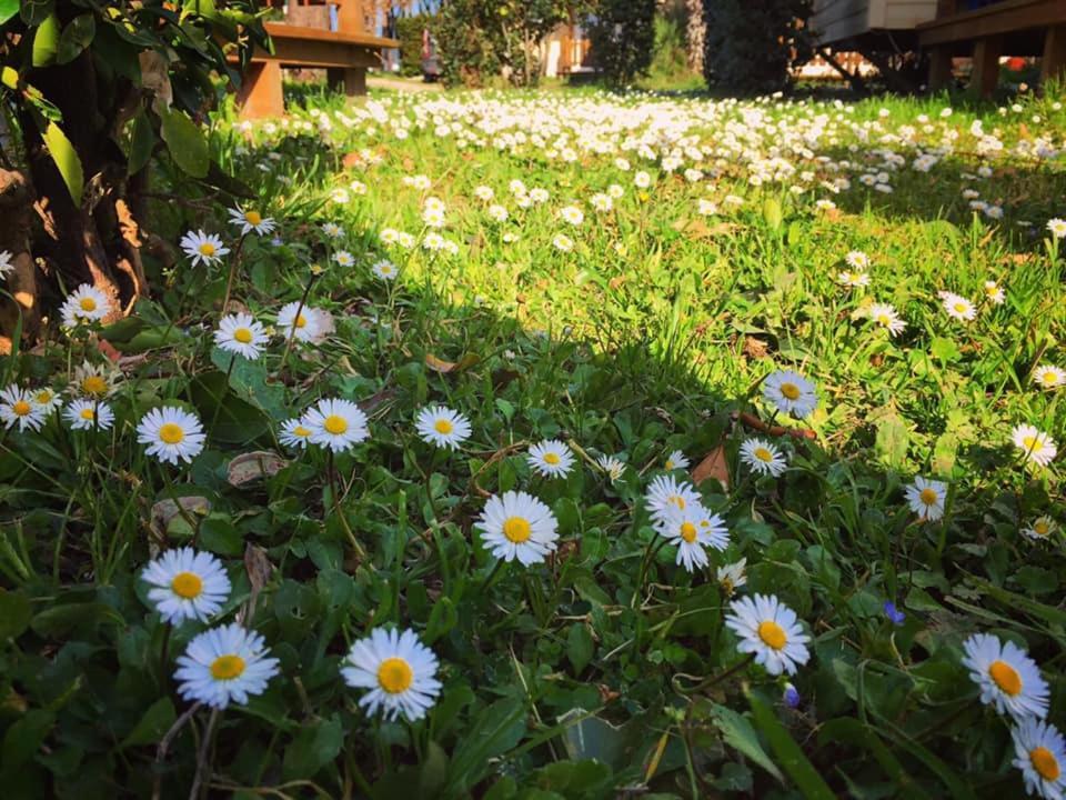 Camping Village Tuscia Tirrenica Tarquinia Eksteriør bilde